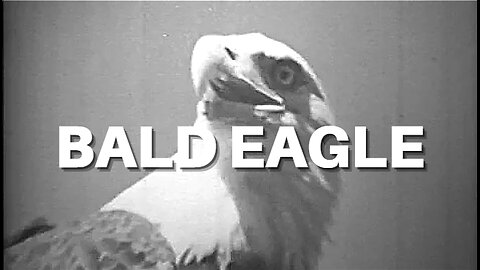 The American Bald Eagle - Educational Video/Film