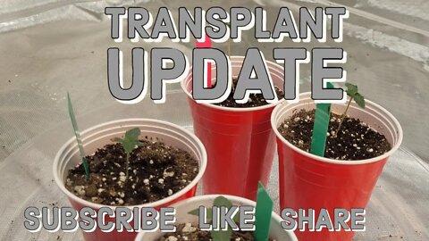 Transplant Update