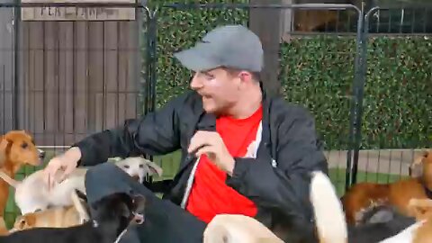 i gave homes to 100 street dogs Mr beast new video