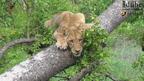 LIONS: Following The Pride 37: Cubs Climb A Tree