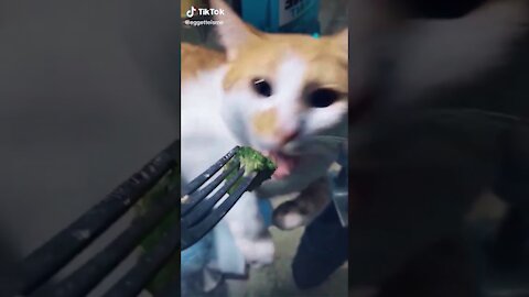 This cat absolutely hates broccoli and gags as soon as it finds out!!!