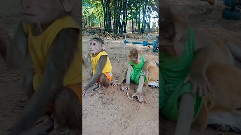 baby monkey playing with dog