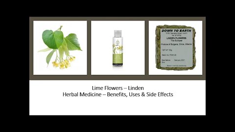 Lime Flower Herbal Medicine Benefits, Uses & Side Effects