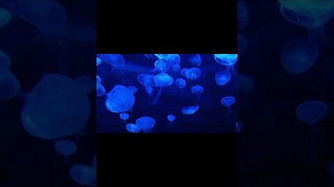 Good For Sleep,Think And Study | Sea Ocean Underwater Ambience, 1 Hour Of White ‎Noise#shorts