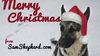 German Shepherd goes wild on Christmas toy