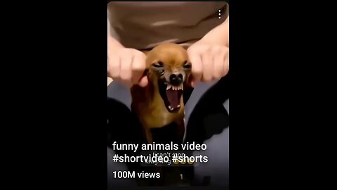 dog funny video