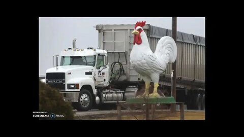 Over 15 Million Birds Culled In U.S. Alone Over Avian Flu In March Alone!