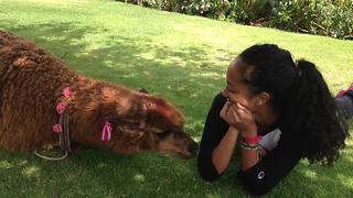 Hungry Alpaca attempts to snack on human
