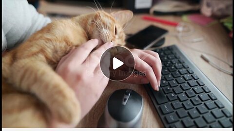 A person stroking a cat sitting by a desktop computer