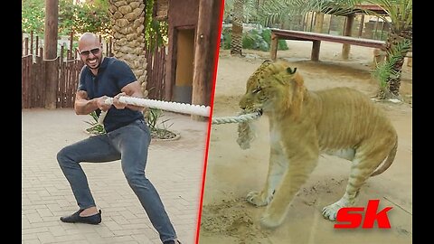 Andrew Tate TUG OF WAR With Tiger Then He BUYS A Tiger! Then He Picks On Some Monkeys!