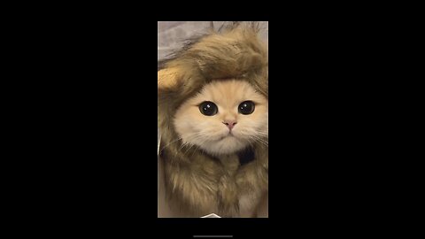 Majestic Mini Lion - The Adorable Cat with a Lion's Mane