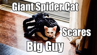 Giant spider cat scares big guy