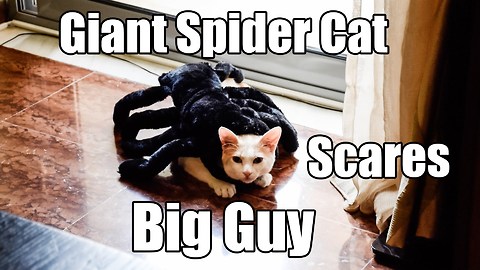 Giant spider cat scares big guy