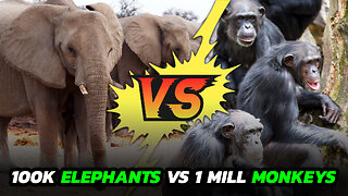 We debate the 100k Elephants vs 1 Million Monkeys Hypothetical