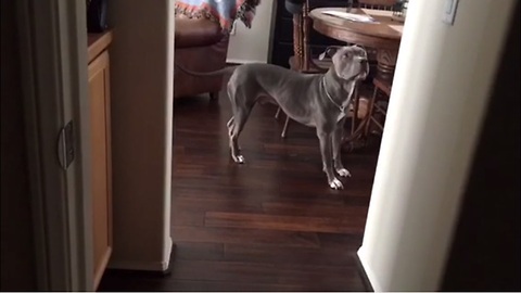 Pit Bull successfully plays hide-and-seek with his owner