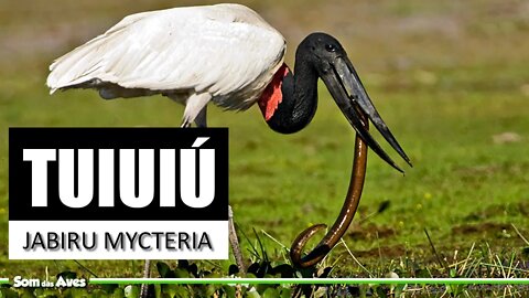JABIRU - Ave Símbolo do Pantanal - Tuiuiú (Jabiru Mycteria)🌿