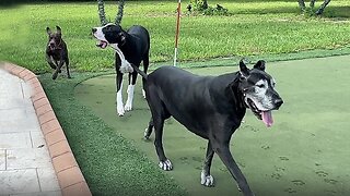 Great Danes Enjoy Swimming & Lizard Patrol Fun With GSP Pointer Dog