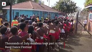 (S) Zulu maidens reed dance