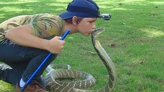 Deadly KING COBRA attack and kiss on head - HD