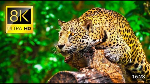 Ultimate wild Animals collection in 8k ultra HD#