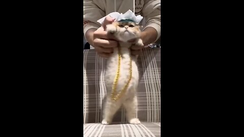 Dancing cat you need to see this