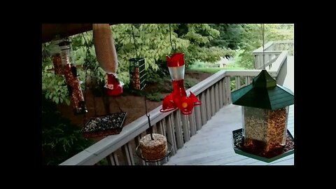 Live Bird Feeder "All night" Asheville NC. In the mountains. Aug. 22 2021