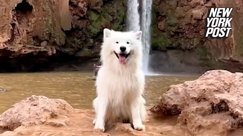 Stupidly cute! Samoyed dog can wiggle his ears