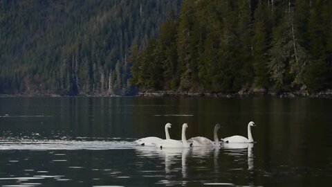 Trumpeter Swans Swimming Together #Shorts