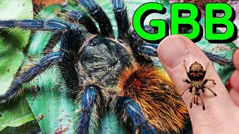 Green Bottle Blue Care Guide - Chromatopelma cyaneopubescens