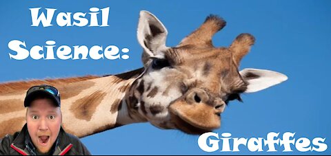 Wasil Science: Giraffes!