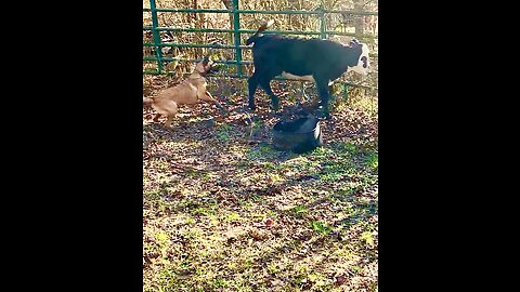 Belgian Malinois all around good farm dog helping to herd cattle.