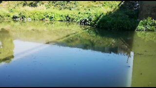 SOUTH AFRICA - Durban - Oil leaks into river (VIdeos) (9Cx)