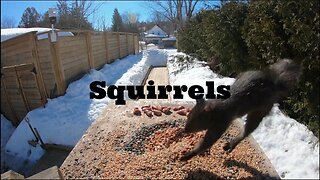 Squirrels in Slow Motion