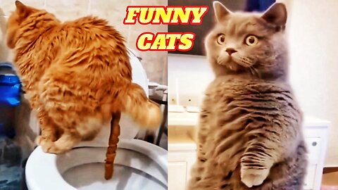 New Funny Cats 🐱🤣 FUNNY animals VIDEOS 2023 🐱🐶