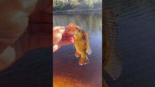 Peacock bass catch!!