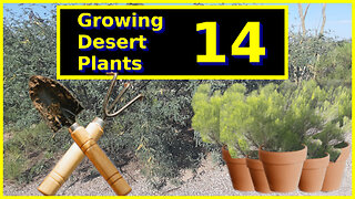 Growing Desert Plants 14