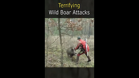 Wild Boar Attack