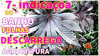 7 - INDICAÇÃO DE Banho de mamona | PARA QUE SERVE☘