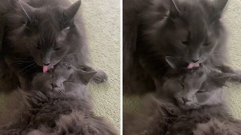 Affectionate kitten adorably cleans her sister's head