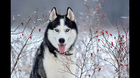 5 Fascinating Facts About the Remarkable Husky Breed