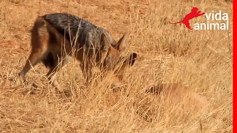 CHACAL SOZINHO SUFOCA UMA IMPALA ADULTA - VIDA ANIMAL