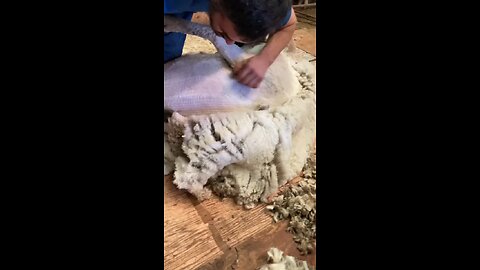 Brandon shears a Sheep 💪