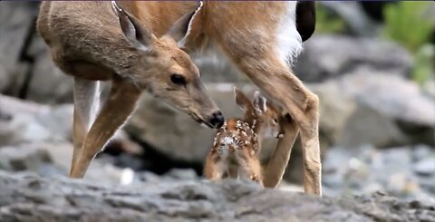 Adorable Baby Deers