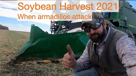 Soybean Harvest 2021, When Armadillos Attack!