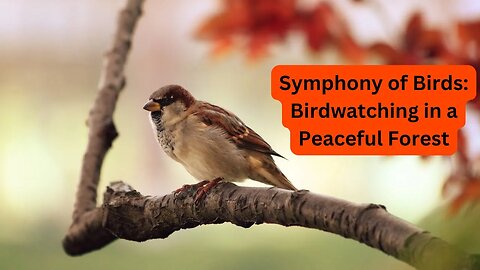 Symphony of Birds: Birdwatching in a Peaceful Forest