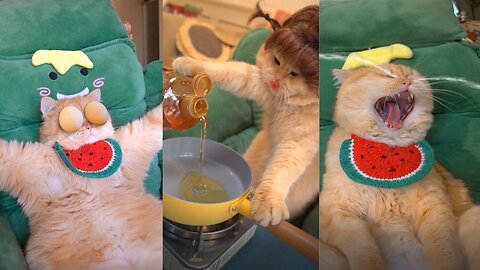 Watch this adorable cat cook up a storm in the kitchen!