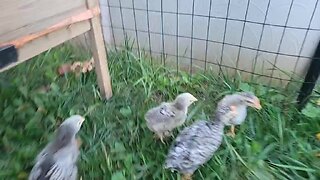 Baby Chicks Out on Grass For the First Time! 🐣🐤🐥