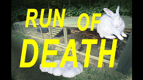 Rabbit Run of Death