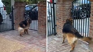 Dog Gets Extremely Excited When Grandma Comes Over