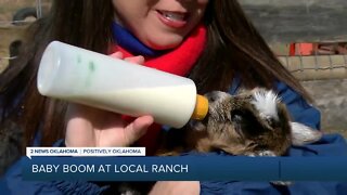 Baby Boom at Local Ranch